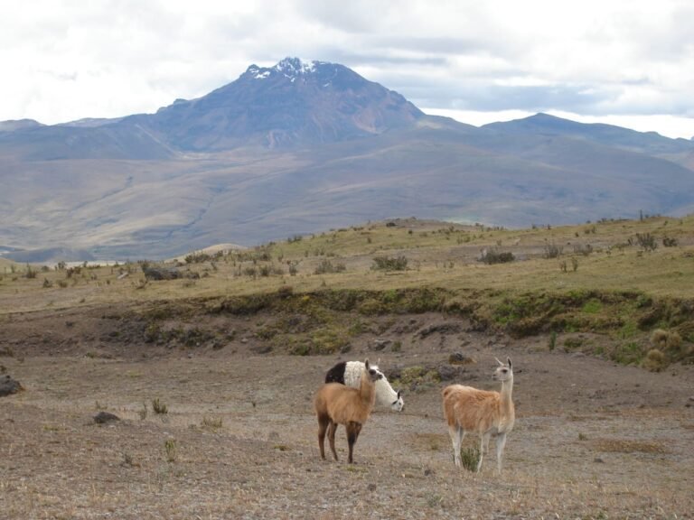 animals llama cotopaxi