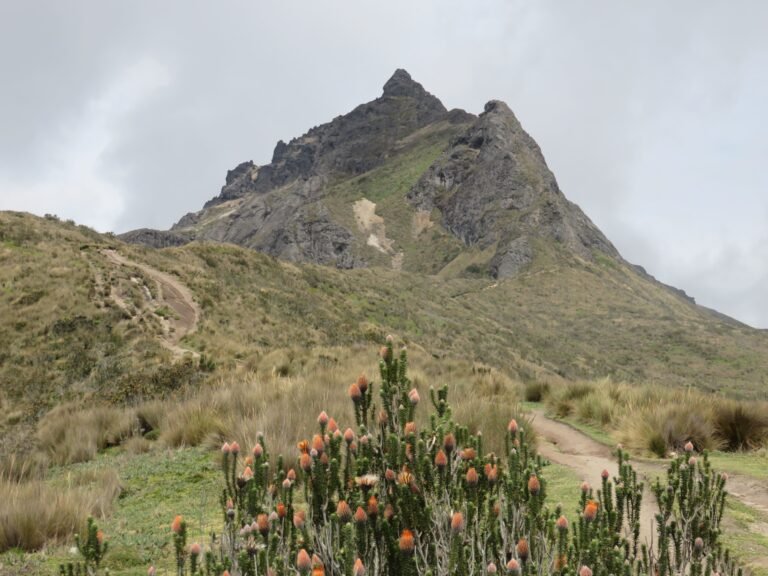 Rucu Pichicha ecuador