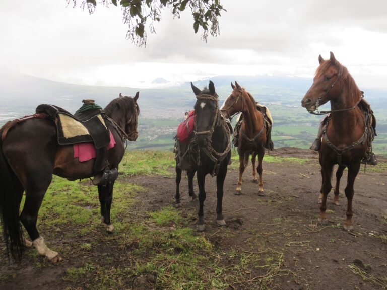paseos a caballo en machachi
